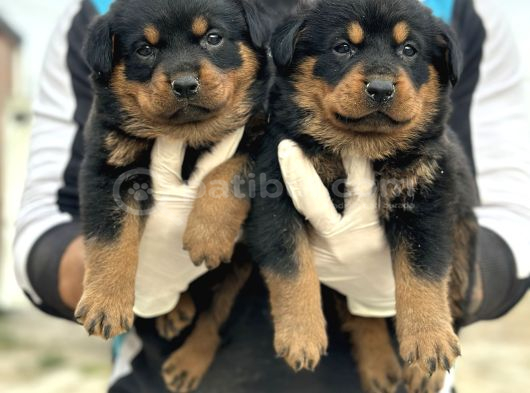 HAYALİNİZDEKİ ROTTWEILER YAVRUSU SİZİ BEKLİYOR