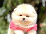Ayıcık Suratlı Pomeranian Boo Bebekler