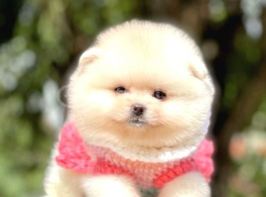 Ayıcık Suratlı Pomeranian Boo Bebekler görsel