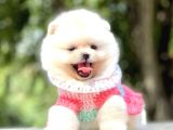 Ayıcık Suratlı Pomeranian Boo Bebekler