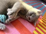 British Shorthair  Dişi
