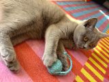British Shorthair  Dişi