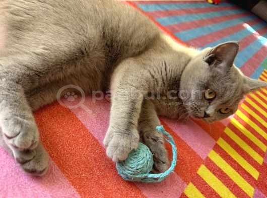 British Shorthair  Dişi görsel