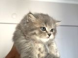 British Longhair