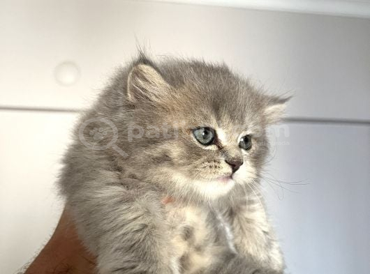 British Longhair görsel
