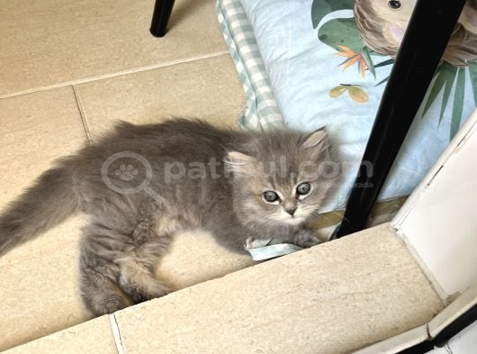 British Longhair görsel