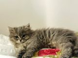 British Longhair