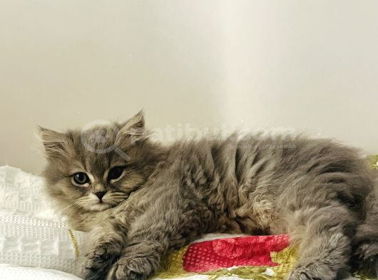 British Longhair görsel