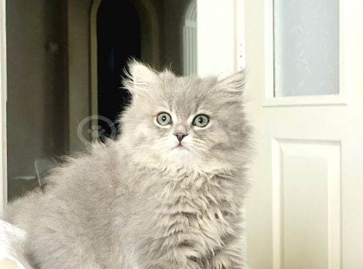 British Longhair