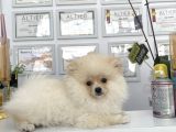Teddy Bear Pomerian Bo