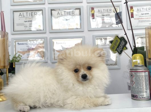 Teddy Bear Pomerian Bo görsel