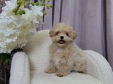 Hem mini hem sevimli maltiPoo yavrular