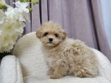 Hem Mini Hem Sevimli Maltipoo Yavrular