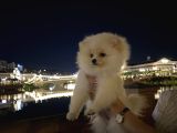 Teddy Bear Pomerian Bo
