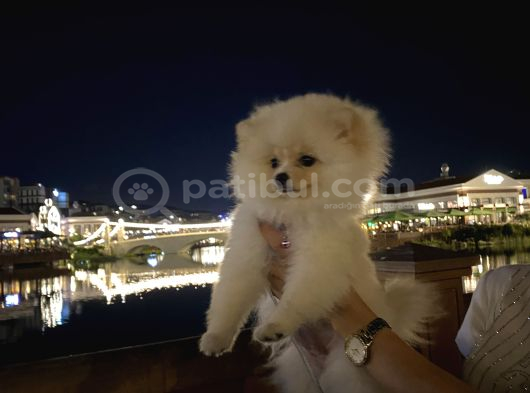 Teddy Bear Pomerian Bo görsel