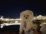 Teddy Bear Pomerian Bo