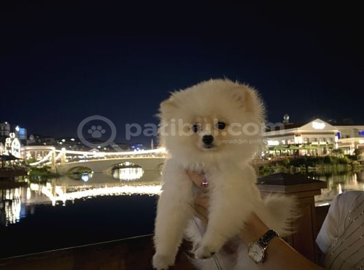 Teddy Bear Pomerian Bo görsel
