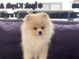 Teddy Bear Pomerian Bo