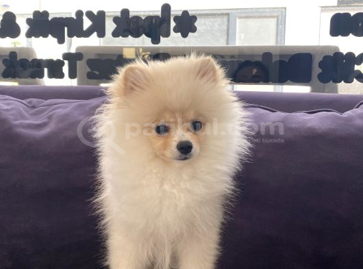 Teddy Bear Pomerian Bo