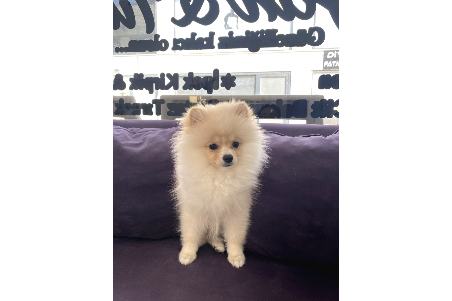 Teddy Bear Pomerian Bo
