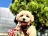 Irkının En Güzel Maltipoo Bebekleri