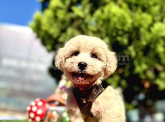 Irkının En Güzel Maltipoo Bebekleri görsel