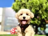 Irkının En Güzel Maltipoo Bebekleri