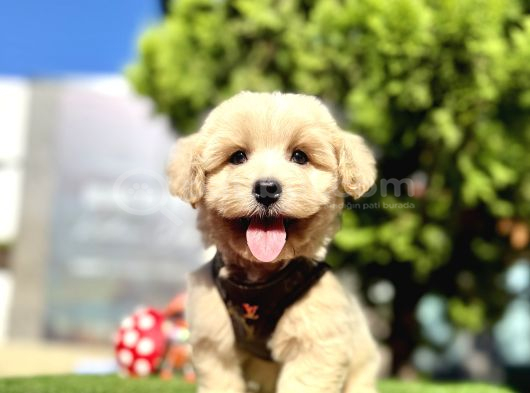 Irkının En Güzel Maltipoo Bebekleri görsel