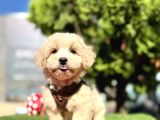 Irkının En Güzel Maltipoo Bebekleri