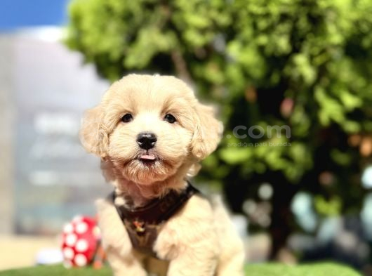 Irkının En Güzel Maltipoo Bebekleri görsel