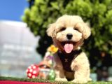 Irkının En Güzel Maltipoo Bebekleri