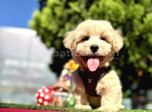 Irkının En Güzel Maltipoo Bebekleri görsel