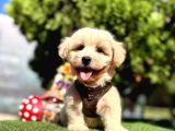 Irkının en güzel maltipoo bebekleri
