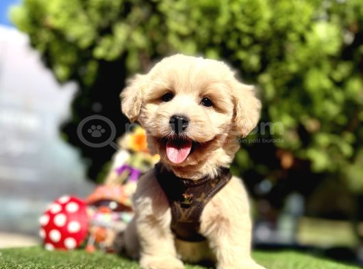 Irkının en güzel maltipoo bebekleri
