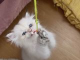 Safkan British Longhair Yavrular