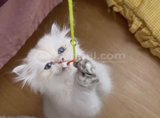 Safkan British Longhair Yavrular