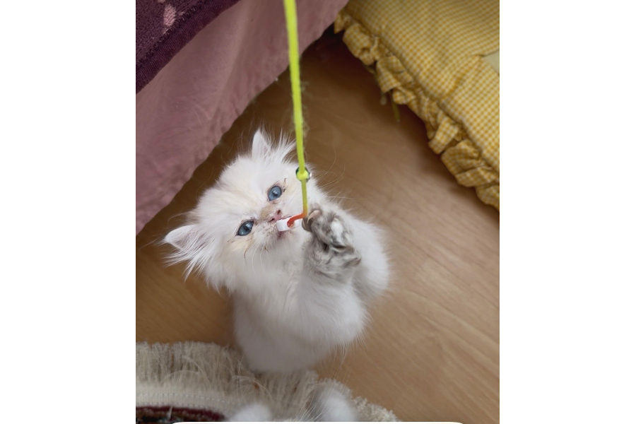 Safkan British Longhair Yavrular
