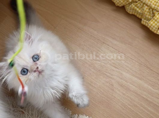 Safkan British Longhair Yavrular görsel
