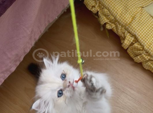 Safkan British Longhair Yavrular görsel