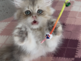 Safkan British Longhair Yavrular