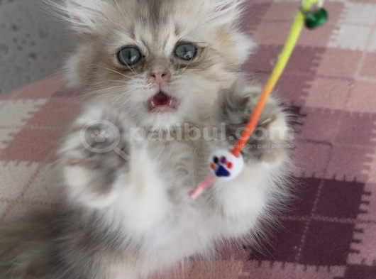 Safkan British Longhair Yavrular görsel