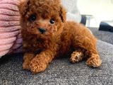 DAHA GÜZELİ YOK TOY POODLE BEBEK