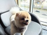 A Kali̇te Pomerani̇an Boo