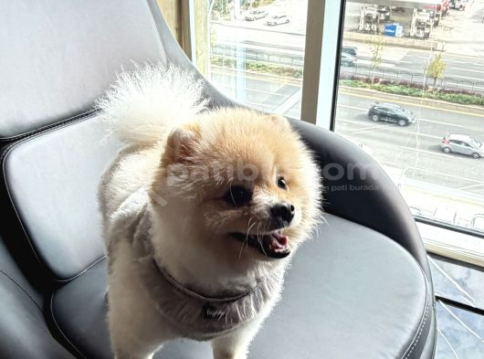 A Kali̇te Pomerani̇an Boo görsel