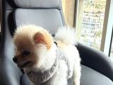 A Kali̇te Pomerani̇an Boo
