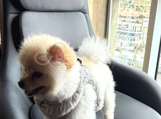 A Kali̇te Pomerani̇an Boo görsel