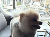 A Kali̇te Pomerani̇an Boo