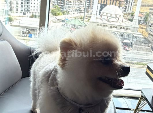 A Kali̇te Pomerani̇an Boo görsel