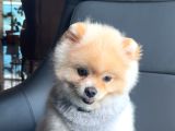 A Kali̇te Pomerani̇an Boo