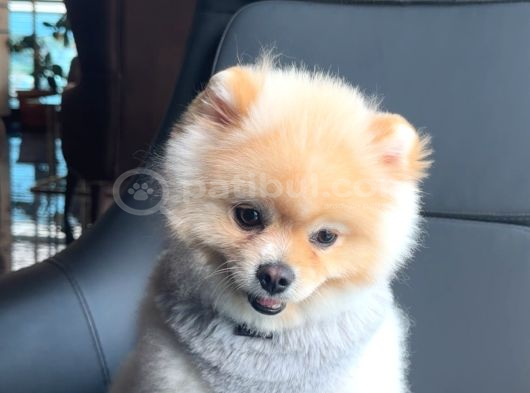 A Kali̇te Pomerani̇an Boo